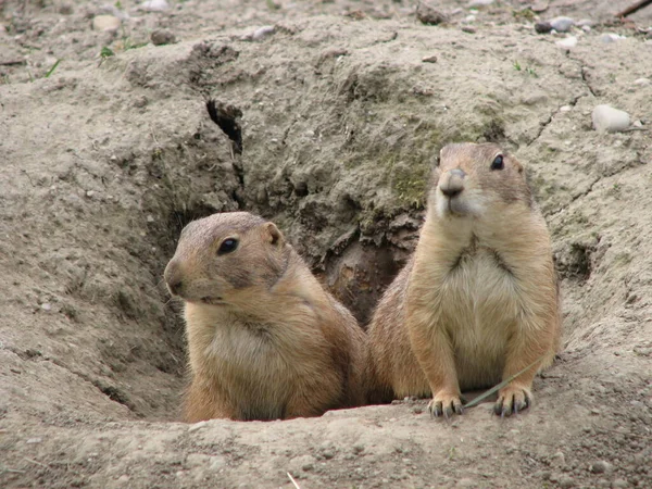 Chien Prairie Commun Animal Dans Nature — Photo