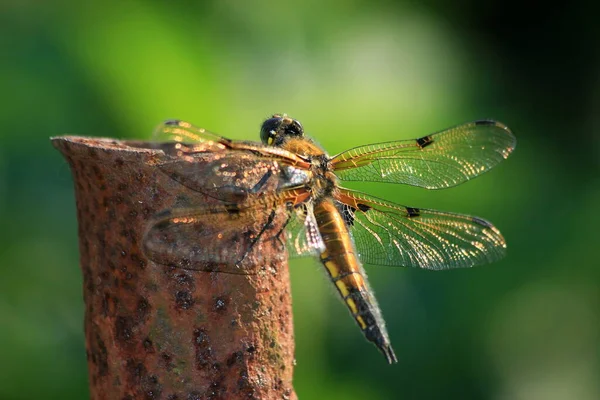 Post Hit Dragonfly All More — стоковое фото