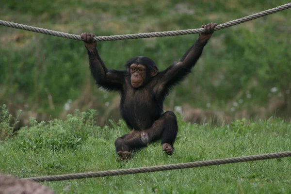 Encerramento Animais Jardim Zoológico — Fotografia de Stock