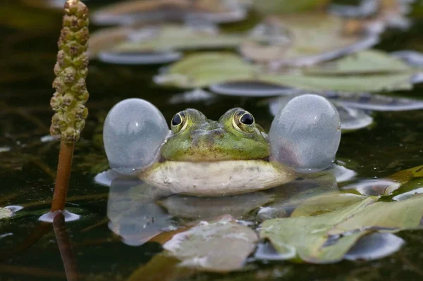 Zelená Jedlá Žába Evropská Žába Obyčejná Vodní Žába — Stock fotografie