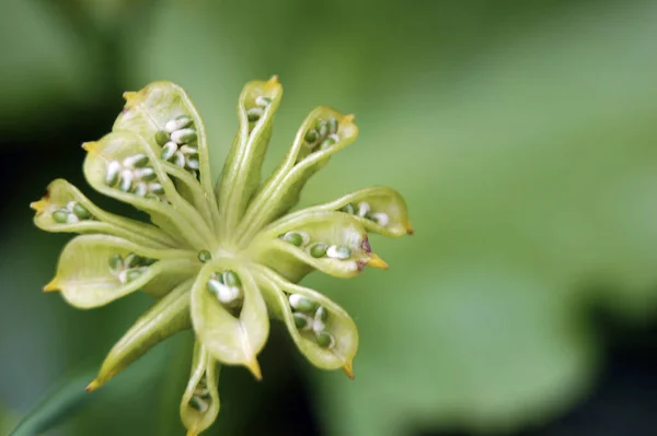 美丽的植物学照片 天然壁纸 — 图库照片