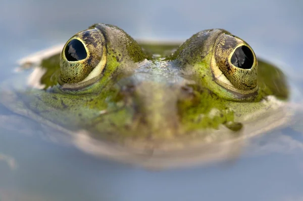 Πράσινο Βρώσιμος Βάτραχος Ευρωπαϊκός Βάτραχος Κοινός Βάτραχος Νερού — Φωτογραφία Αρχείου