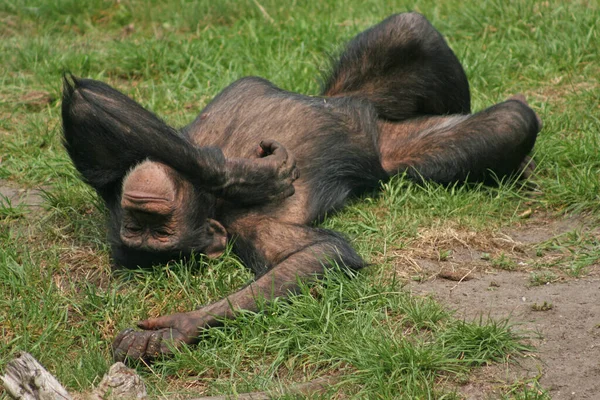猿の猿霊長類の動物 — ストック写真