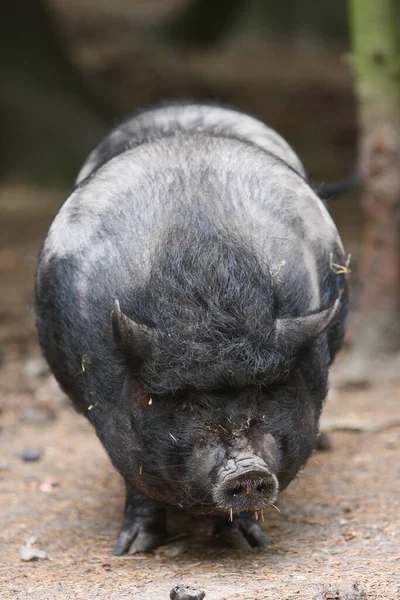 Cierre Cerdo Negro —  Fotos de Stock