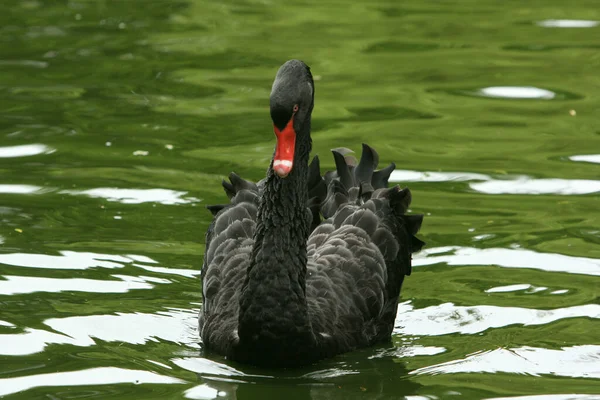 Schilderachtig Uitzicht Majestueuze Zwaan Natuur — Stockfoto