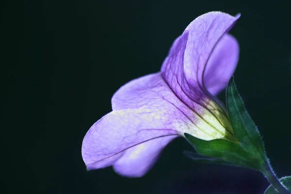 Hermoso Plano Botánico Fondo Pantalla Natural — Foto de Stock