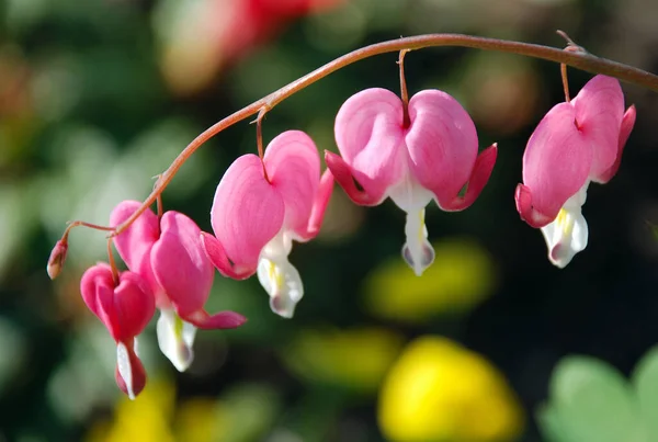 Mooi Botanisch Schot Natuurlijk Behang — Stockfoto