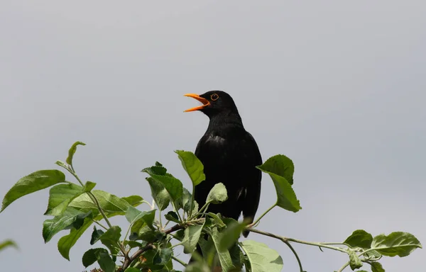 Kos Ornitologia Fauna — Zdjęcie stockowe
