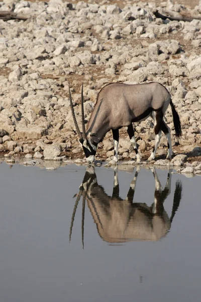 Oryx Antelope Animal Selvagem Fauna Natureza — Fotografia de Stock