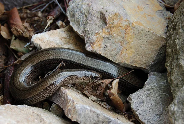 Serpente Terrário — Fotografia de Stock