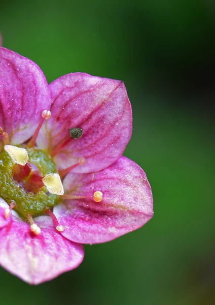 Fiore Rosa Giardino — Foto Stock