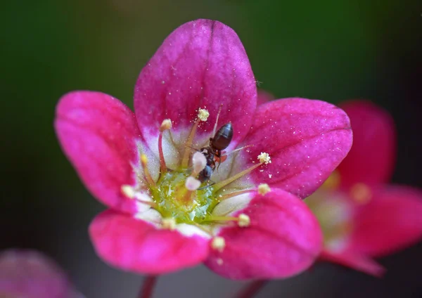 Pink Flowers Garden — Stock Photo, Image
