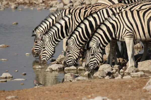 Afrikai Zebrák Zebraállatok Fekete Fehér Csíkok — Stock Fotó