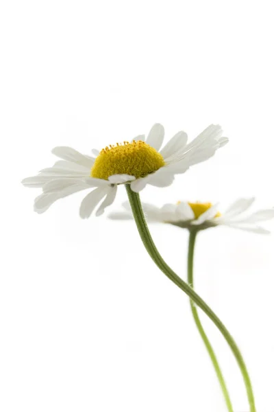 Daisy Flor Isolada Fundo Branco — Fotografia de Stock