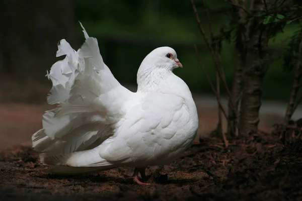 Weiße Taube Auf Dem Boden — Stockfoto