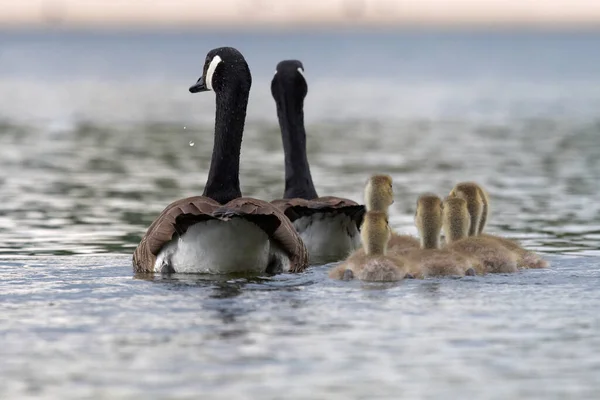 Aussichtsreiche Aussicht Auf Gänsevögel Der Natur — Stockfoto