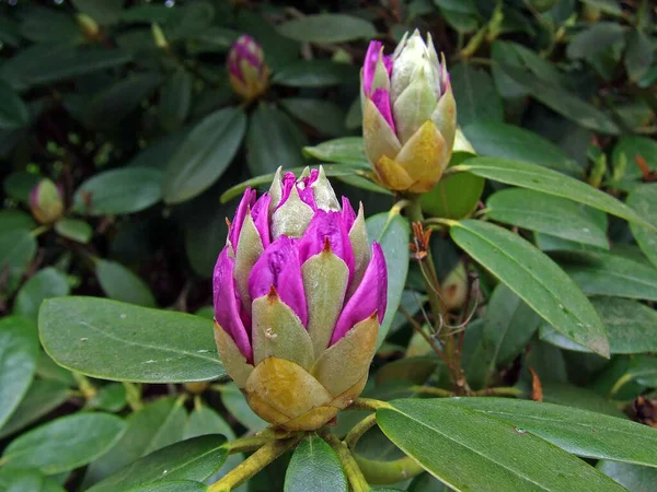 Schöne Botanische Aufnahme Natürliche Tapete — Stockfoto