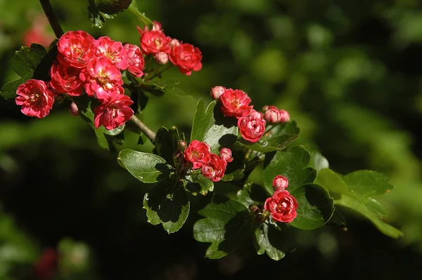 Flores Espinho Vermelho Antes Azálea — Fotografia de Stock