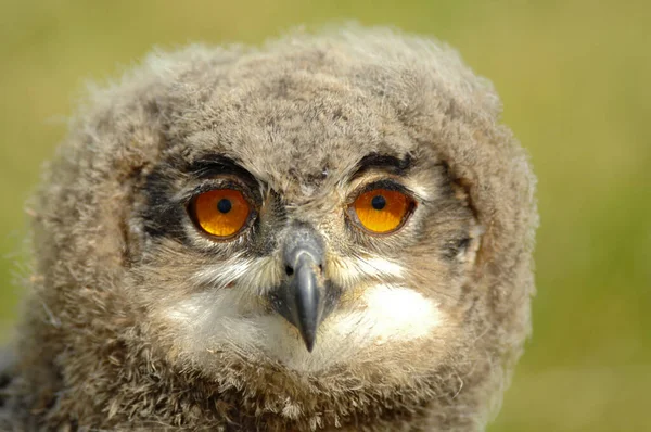 Nahaufnahme Einer Niedlichen Eule Wilder Natur — Stockfoto