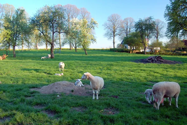 Prado Habitat Aberto Campo Vegetado Por Grama Ervas Outras Plantas — Fotografia de Stock