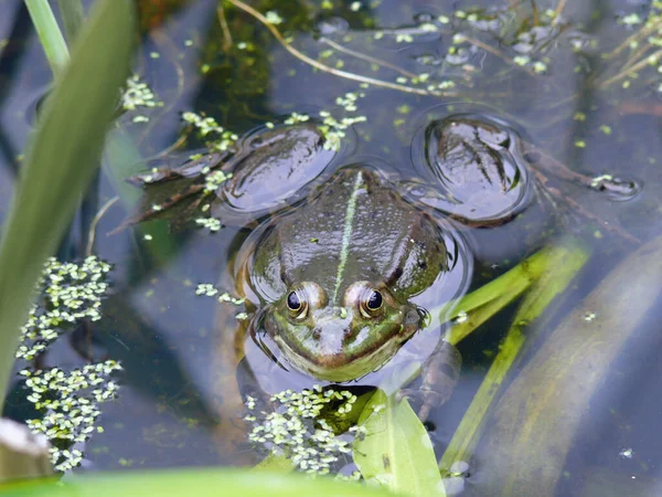 Embrasse Moi Suis Prince Enchanté Laissé Mieux — Photo