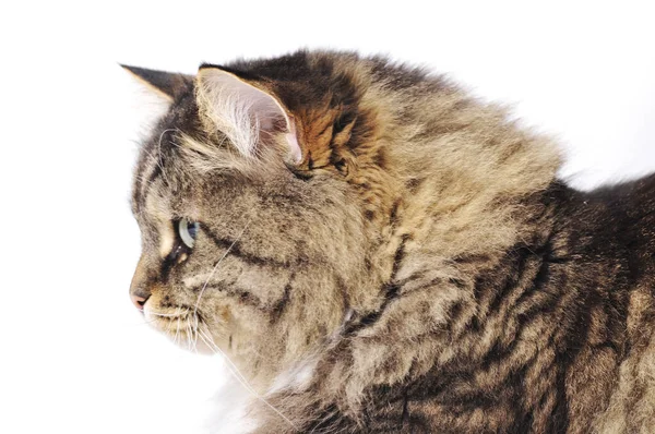시비에의 고양이 — 스톡 사진