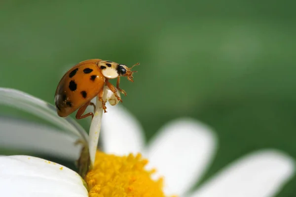 Close Van Een Insect Wilde Natuur — Stockfoto