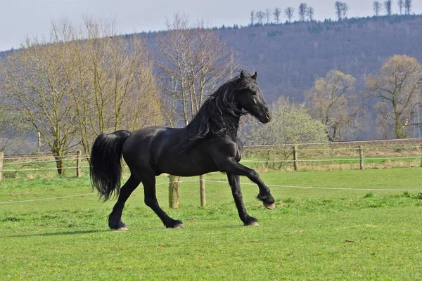 Cavalo Bonito Tiro Livre Durante Dia — Fotografia de Stock