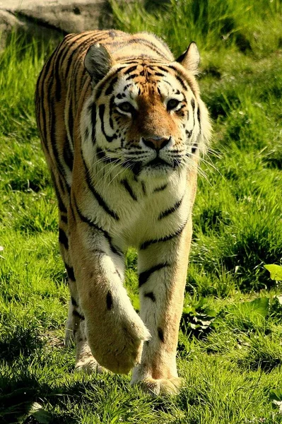Pruhované Tygří Zvíře Dravec Divoká Kočka — Stock fotografie
