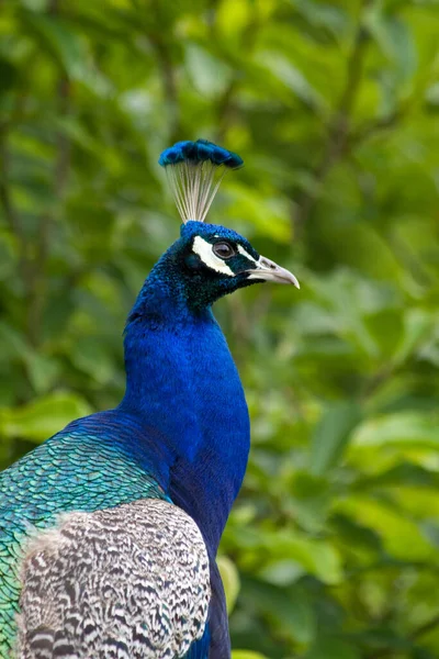 Pavão Pássaro Penas Pavão — Fotografia de Stock