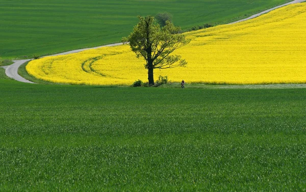 Yeşil Tarla Sarı Tecavüz — Stok fotoğraf