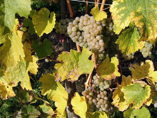 Uvas Que Crescem Vinha — Fotografia de Stock