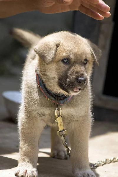 Retrato Lindo Perro — Foto de Stock