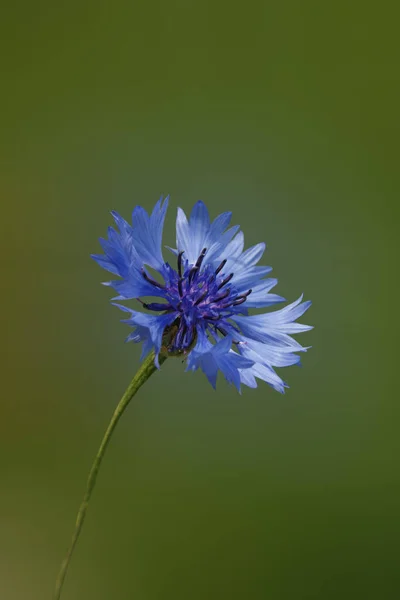 Scenic View Beautiful Blooming Cornflower — Stock Photo, Image