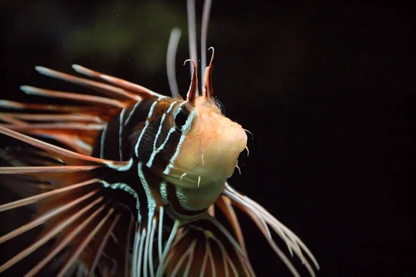 Scenic View Underwater World — Stockfoto