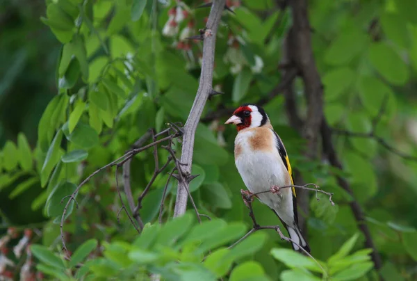 Vue Panoramique Magnifique Oiseau Pinson Mignon — Photo