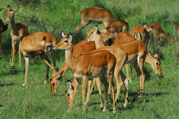 Impala动物照片 大自然中的野生动物 — 图库照片