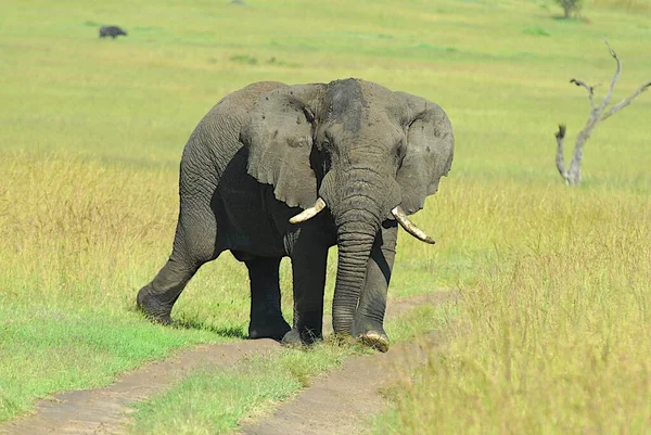 非洲象的野生动物 — 图库照片