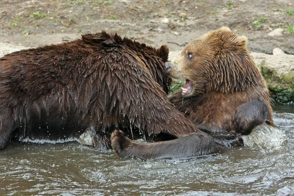 危険なクマ動物捕食者 — ストック写真