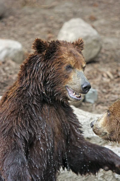 Επικίνδυνο Ζώο Αρκούδας Αρπακτικό — Φωτογραφία Αρχείου