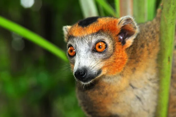 Encerramento Animais Jardim Zoológico — Fotografia de Stock