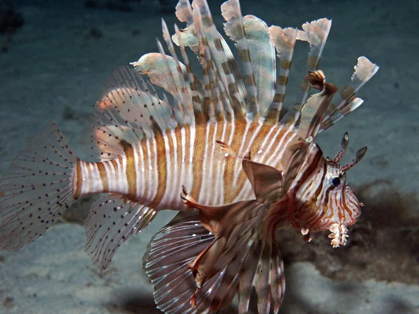 南紅海での夜の散歩の間に記録されたランプシャインで獲物を求めて赤火魚 — ストック写真