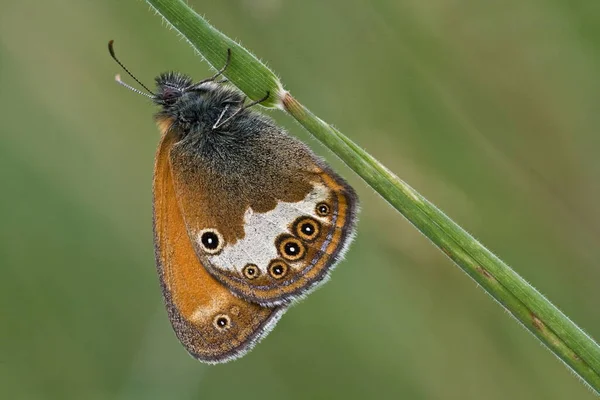 Close Borboleta Conceito Selvageria — Fotografia de Stock