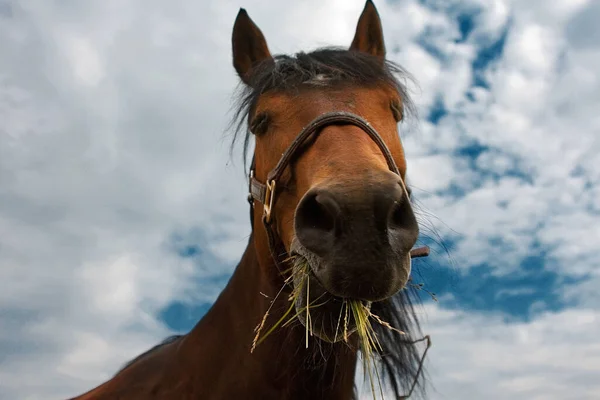 Ganado Doméstico Pastos Agrícolas — Foto de Stock