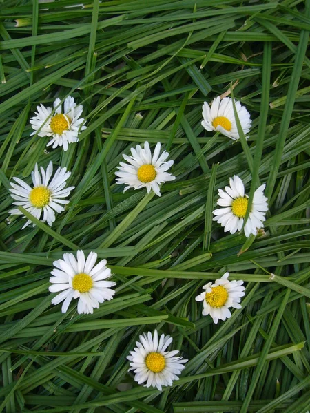 Piękne Botaniczne Ujęcie Naturalna Tapeta — Zdjęcie stockowe