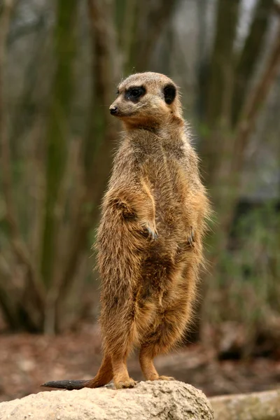 Meerkat Animal Suricate Small Mongoose — Stock Photo, Image