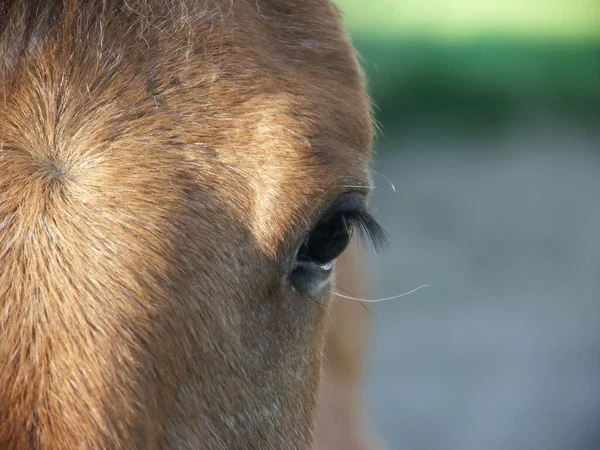 Närbild Häst — Stockfoto