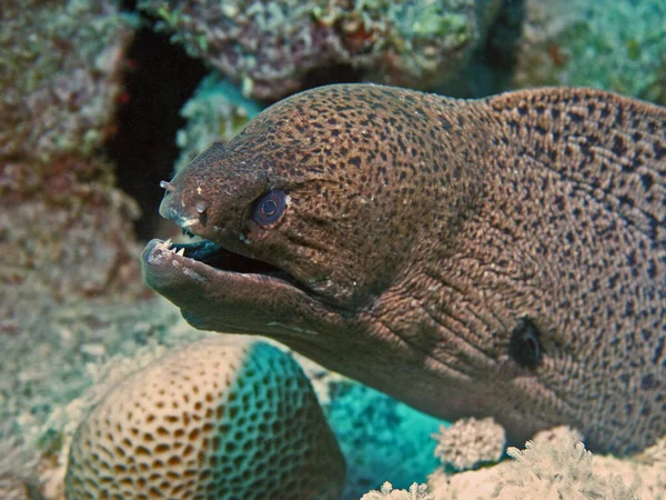 Moray Fish Moray Enguia Águas Profundas — Fotografia de Stock