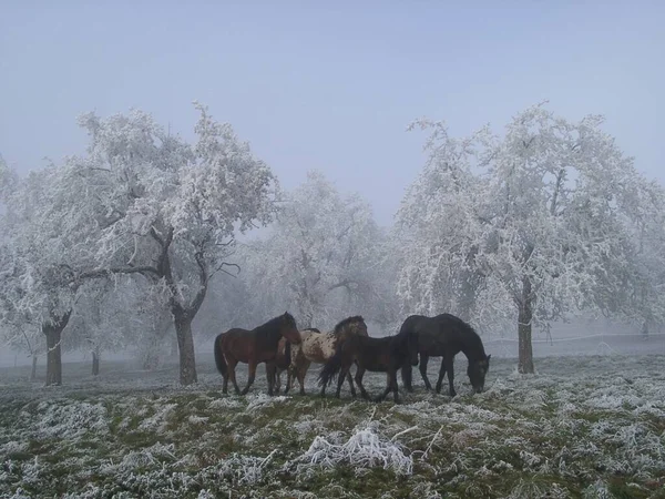 Pferdeherde Auf Frostiger Obstbaumwiese — Stockfoto