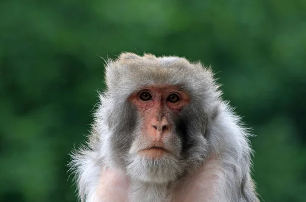 원숭이는 동물의 그룹이나 가리킬 수있는 이름이다 — 스톡 사진